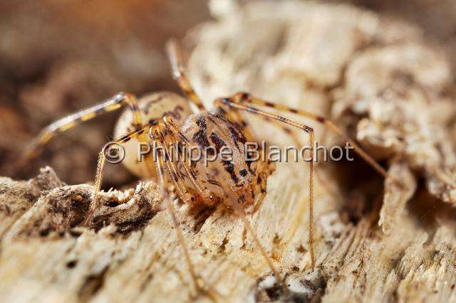 PBL_Araignees_2014_MG_7517.JPG - France, Paris (75), Araneae, Scytodidae, Araignée cracheuse (Scytodes thoracica), Spitting Spider